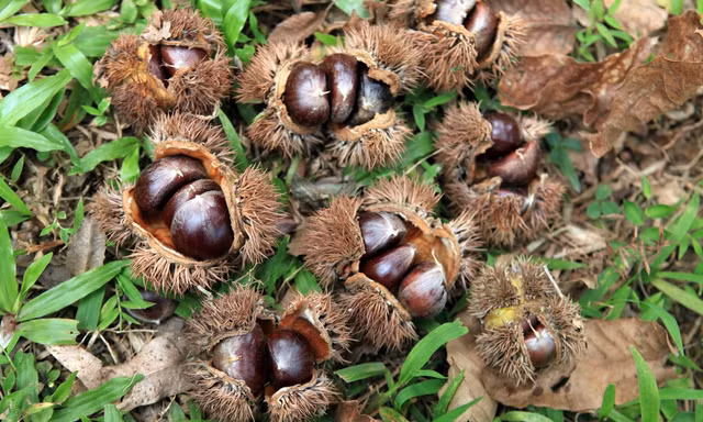 Hạt dẻ Trùng Khánh không đủ bán ở Cao Bằng