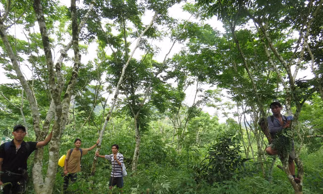 Dưới vòm sưa của người A Rem