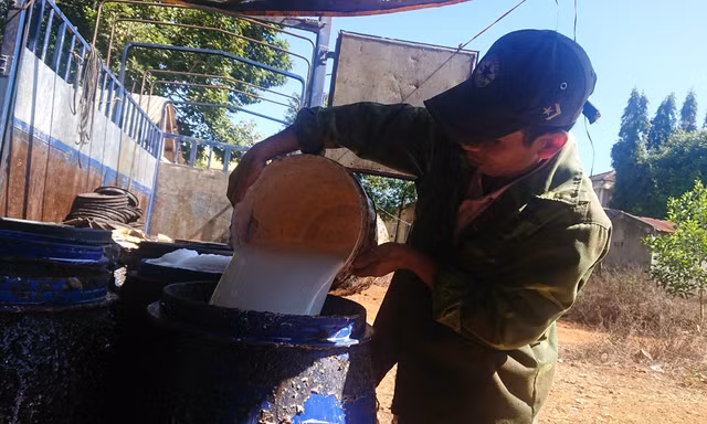Công nhân thu gom mủ cao su Ảnh minh họa của vũ long