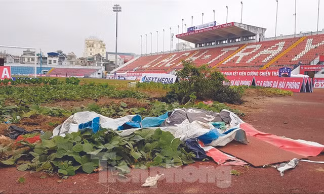 Khu vực sau cầu môn khán đài C sân Lạch Tray (Hải Phòng) được tận dụng trồng rau, hiện đã được dọn. ảnh: Hoàn Nguyễn 