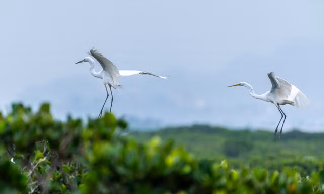 Cò lũ lượt về làm tổ đẻ trứng tại rừng ngập mặn ở Hạ Long