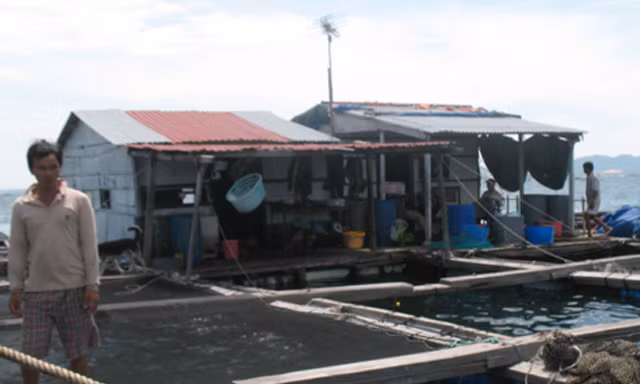 Lồng bè nuôi cá mú của người Trung Quốc trong vịnh Cam Ranh - Ảnh: Tạ Thành