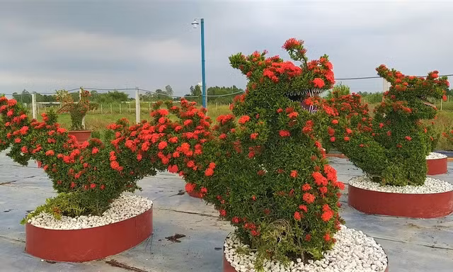 Cây cảnh thú bông trang 'siêu độc' chơi Tết ở miền Tây