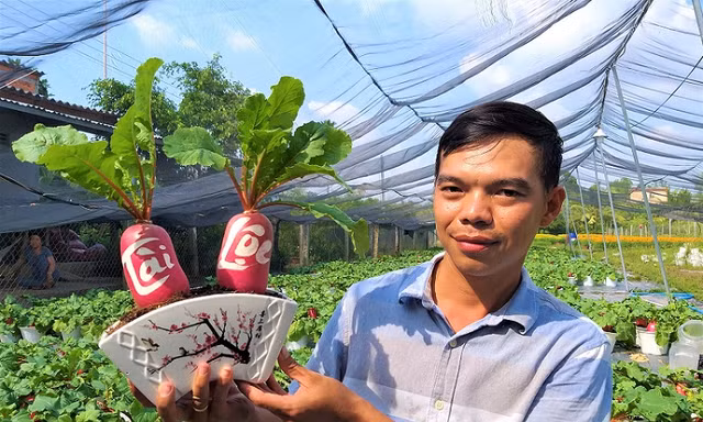 Củ cải 'hồng phát' độc đáo chưng Tết ở Bến Tre