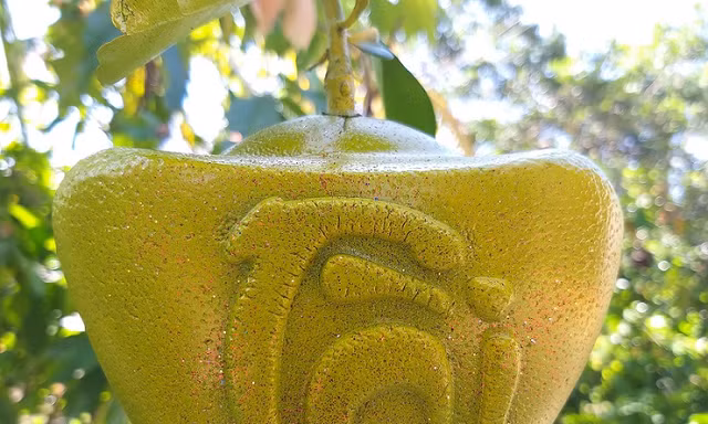 Độc đáo bưởi vuông, bưởi thỏi vàng chơi Tết Kỷ Hợi