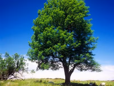 Cây tần bì ở Hà Lan bị tróc vỏ, chết lá