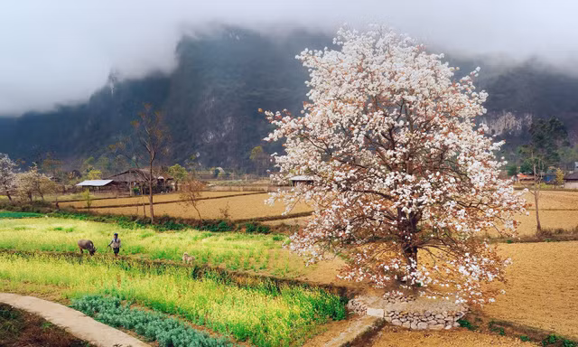 [Clip] Ngỡ ngàng trước sắc trắng tinh khôi của mùa hoa mắc cọp 