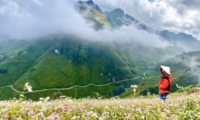 Những bức ảnh 'Check-in' Hà Giang tuyệt đẹp mùa hoa tam giác mạch