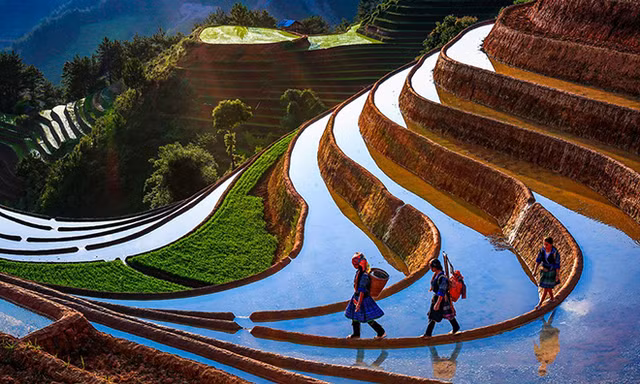 CLIP: Lạc bước giữa các thửa ruộng bậc thang mùa nước đổ