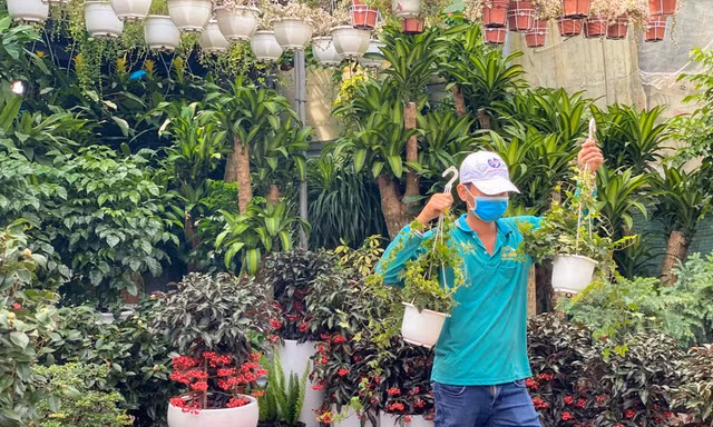 Kiểng tết tập kết Sài Gòn