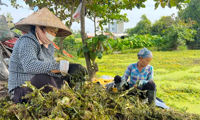 Bất ngờ hình ảnh người dân gặt lúa, chăn vịt... giữa những khu đất 'kim cương' ở TPHCM