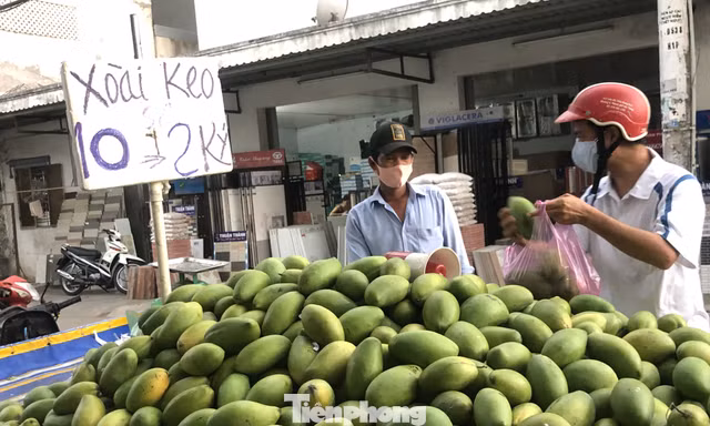 Xoài vào mua, rớt giá 