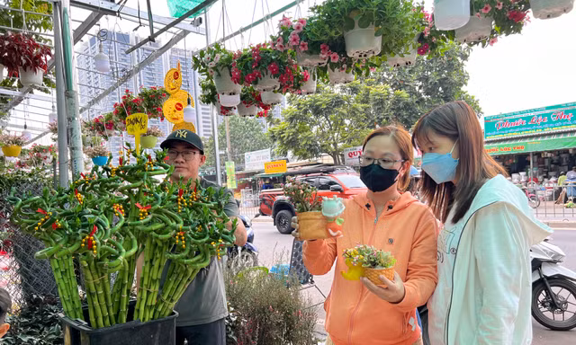 Cây kiểng mini hút khách