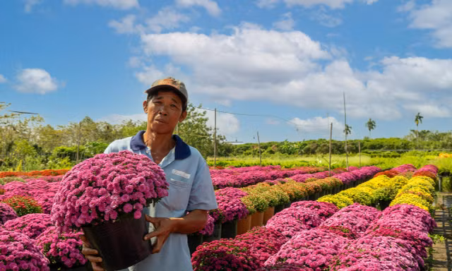 Bất ngờ tại phiên chợ hoa xuân Bình Điền - TPHCM
