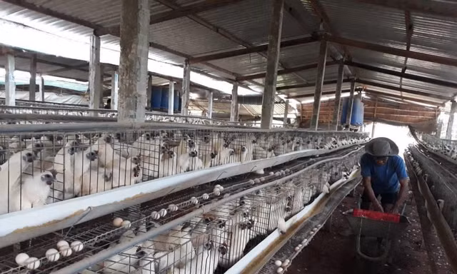 Lý do TPHCM bác đề xuất tăng giá thịt gia cầm