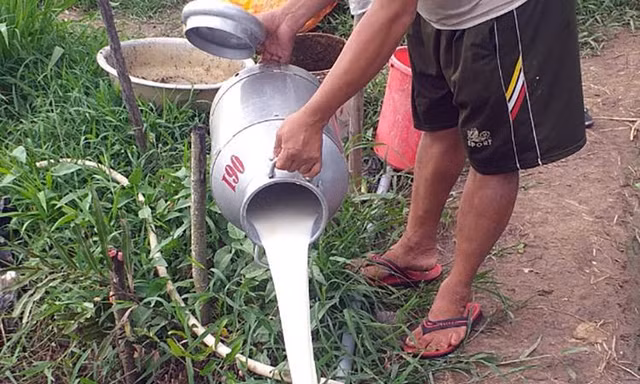 Nông dân phải đổ bỏ sữa vì không có người thu mua trong khi doanh nghiệp kêu không vận chuyển được hàng vì các quy định liên quan đến giãn cách và vận chuyển hàng hóa của Bộ Y tế
