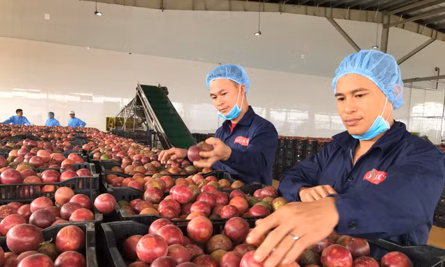 Bộ trưởng Nông nghiệp nói về gian hàng Việt Nam và Trung Quốc ở hội chợ 