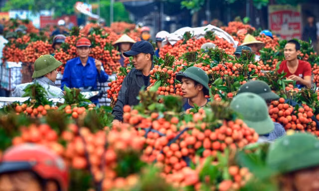 Các ngành viễn thông, công nghệ thông tin, dệt may, giày dép và nông nghiệp là những lĩnh vực Việt Nam hưởng lợi khi tham gia RCEP