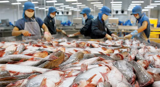 Dự kiến sẽ có khoảng 1 tấn cá Sông Đà nuôi theo quy trình sạch cung cấp cho người dân Thủ đô