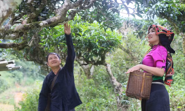 Cách dân bản vùng cao thoát nghèo với cây chè shan tuyết