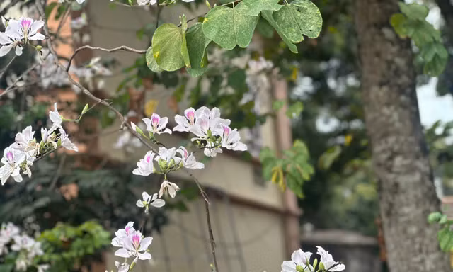 Hoa ban bung nở khắp nẻo đường Tây Bắc 