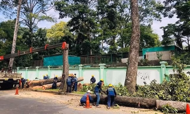 TPHCM đấu giá gỗ từ hơn 200 cây cổ thụ bị đốn hạ