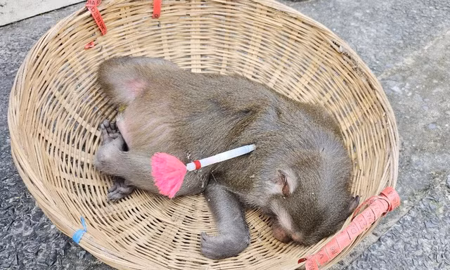 2 con khỉ quậy phá, bắt gà và chó con, đe dọa người dân ở TPHCM