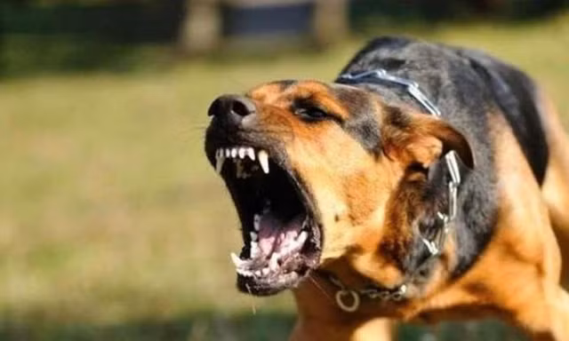 Bé trai 2 tuổi bị chó cắn lộ xương sọ