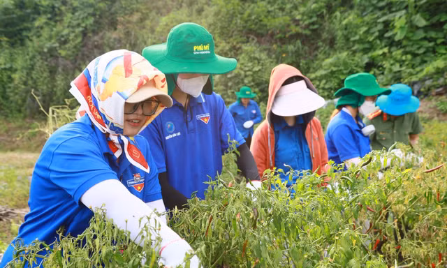 Thu hoạch nông sản cho người dân xứ Lạng. 