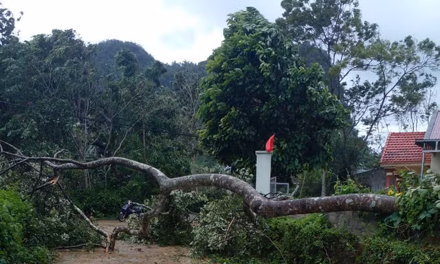 Cây gãy đổ ở Lạng Sơn 