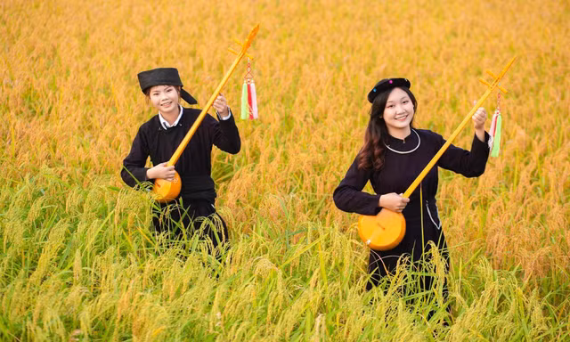 Mùa vàng Bắc Sơn. Ảnh: Ánh Dương