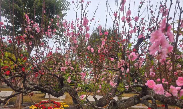 Hàng trăm cây đào ở Lạng Sơn rực rỡ sau Tết