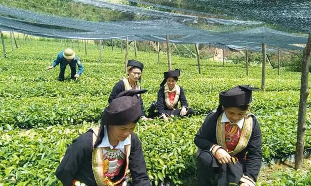 Chị Tàn và phụ nữ người Dao ở huyện Bình Gia, tỉnh Lạng Sơn ươm cây giống, phát triển sản xuất -Ảnh: Duy Chiến 