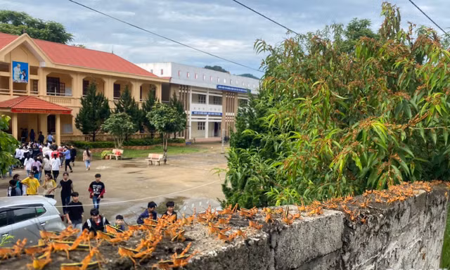 Châu chấu đậu kín cổng trường tiểu học Thiện Hòa, huyện Bình Gia. 