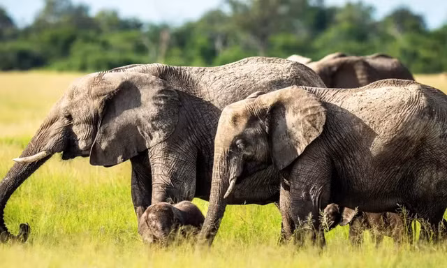 Những chú voi đồng cỏ châu Phi. (Ảnh: ifaw)