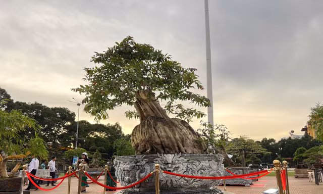 Du khách tò mò đi xem chậu bonsai bằng lăng độc lạ, xoay tròn