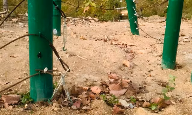 Đàn voi rừng phá hàng rào điện trung tâm bảo tồn động vật