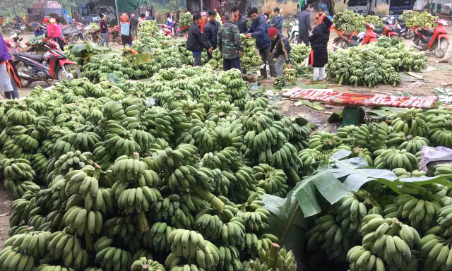 Trồng chuối, thu nhập hàng trăm triệu đồng/năm