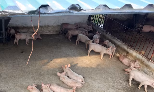 Chuồng lợn nhà ông Hanh có 4 ô, hiện đang nuôi hơn 50 con lợn