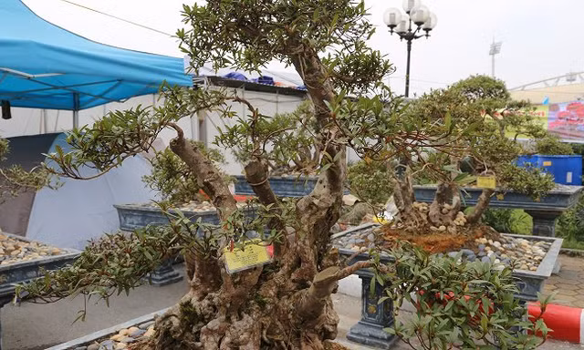 Cây đỗ quyên 400 năm tuổi trả 1 tỷ đồng không bán ở Lào Cai