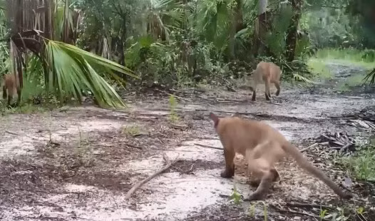 Căn bệnh lạ đe dọa quần thể báo và linh miêu