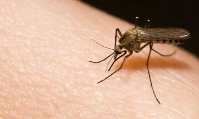 Bị muỗi đốt, bé gái 7 tuổi lên cơn co giật mất trí