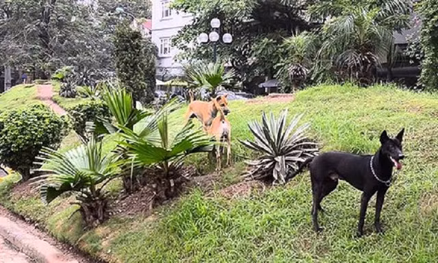 Hà Nội: Chó thả rông 'chiếm lĩnh' vỉa hè, không gian công cộng