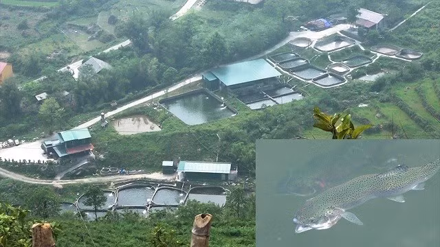 Đột nhập trang trại nuôi cá hồi Sa Pa thu hàng tỷ mỗi năm