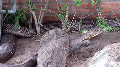 An Giang bàn giao cặp rắn hổ mây để thả về tự nhiên