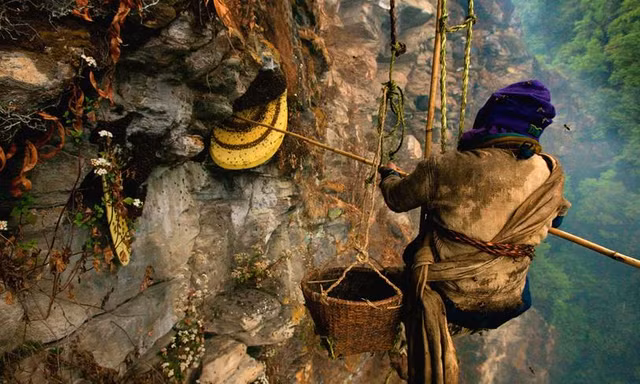 Thót tim người dân treo mình trên vách núi lấy mật ong rừng ở Nepal