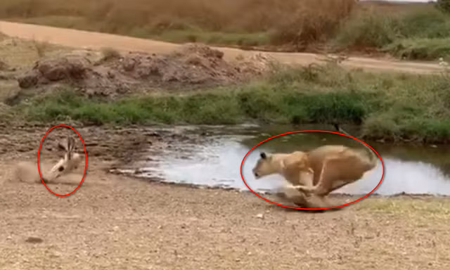 Linh dương thoát chết ngoạn mục trước cuộc phục kích của sư tử