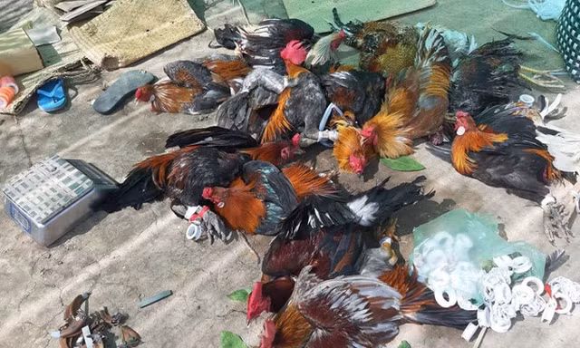 Cảnh sát nổ súng phá trường gà ở miền Tây