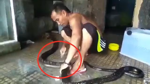 Clip: Người đàn ông tắm, xỉa răng cho rắn khủng như chăm thú cưng
