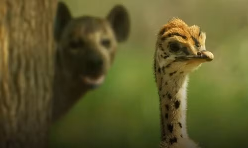 Linh cẩu hứng cú đá trời giáng khi nhăm nhe bắt con đà điểu